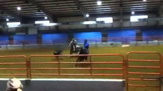 Bay Quarter Horse Gelding for Sale
