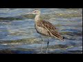 Sharjah Birds 021 CUW001 Common Curlew كروان الماء Mohamed Kamal Sharjah Birds 021 CUW001 Common Curlew كروان الماء Mohamed Kamal