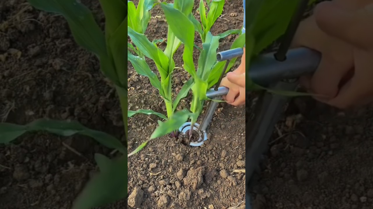 This Tool Makes Corn Planting So Easy! 