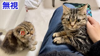 新入り子猫を無視して先住猫を可愛がってたら嫉妬が凄すぎてこうなりましたw