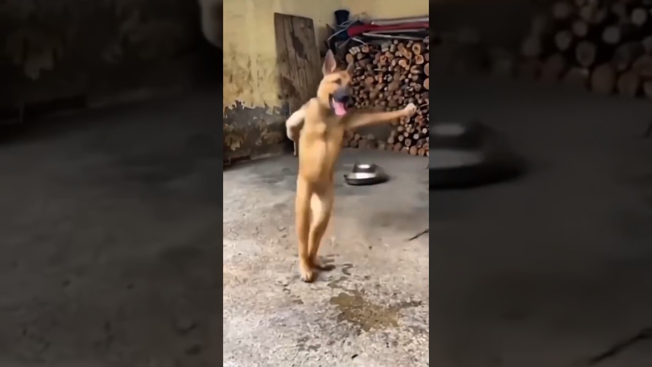 The Dogs Exercise Plan