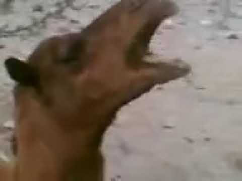 تحشيش عراقي بعير يصيح ابو حيدر الحكلي ههههههههههه تفوتك