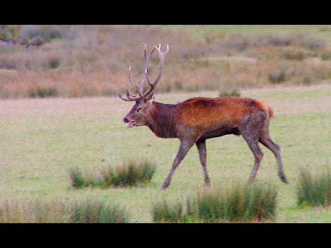 La Reproduction Sexuée Des Vertébrés Bilan Extrait 