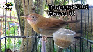 Download Lagu Pancingan Jenggot Mini Bahan MP3