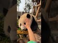Most Enviable Job In The World | iPanda #shorts