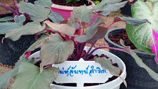เสน่ห์จันทน์สำริด สุดยอดไม้มงคล เสน่ห์เมตตามหานิยม สัมฤทธิ์ผลกิจการงาน
