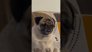 A pug advice: Do not behave  #pugobsession