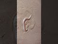 Sand boa #snake #herping #macro #macrophotography #uae #photography #desert #wild