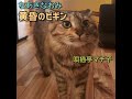 『黄昏のビギン』(ちあきなおみ)・・唄猫亭マチ子