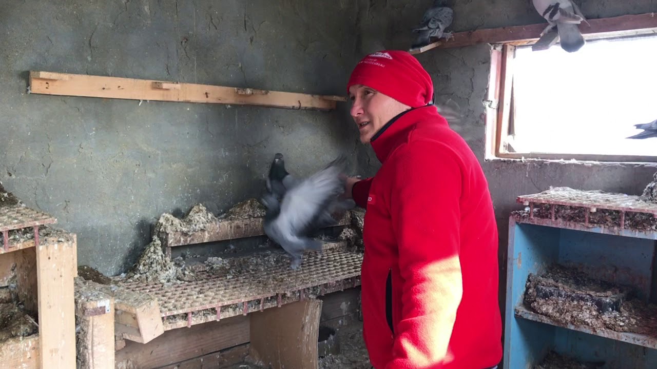 NEDEN 14 KUYRUK 11 FEYK GÜVERCİN