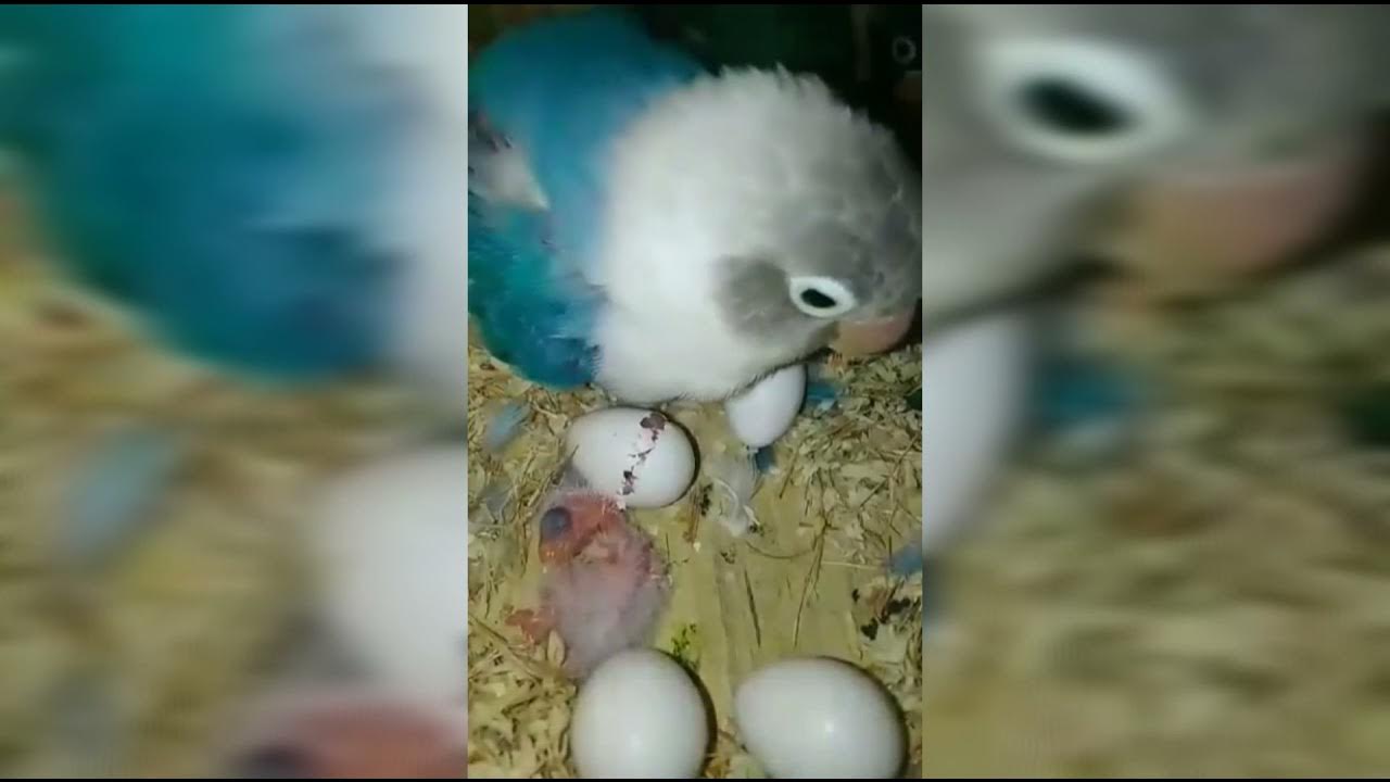 How to hatch the eggs of african lovebirds KA BIRD VLOG YouTube