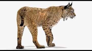 Rigged Bobcat 3D Model – Realistic & Game-Ready | ​PROmax3D