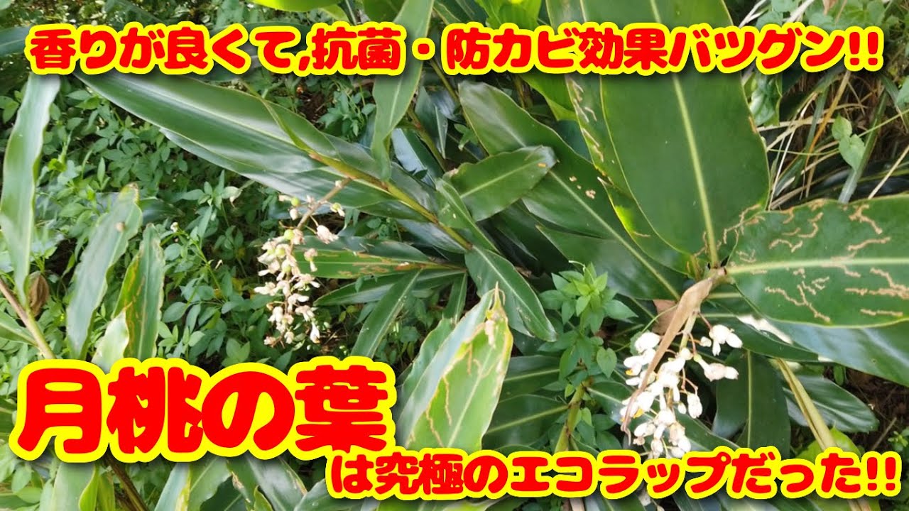 Is it common in Okinawa? Shell ginger leaves are a natural form of