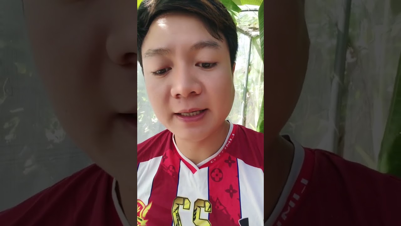 ใช้แกลบเป็นดินปลูกทำไมต้นไม้ถึงใบเหลือง? 