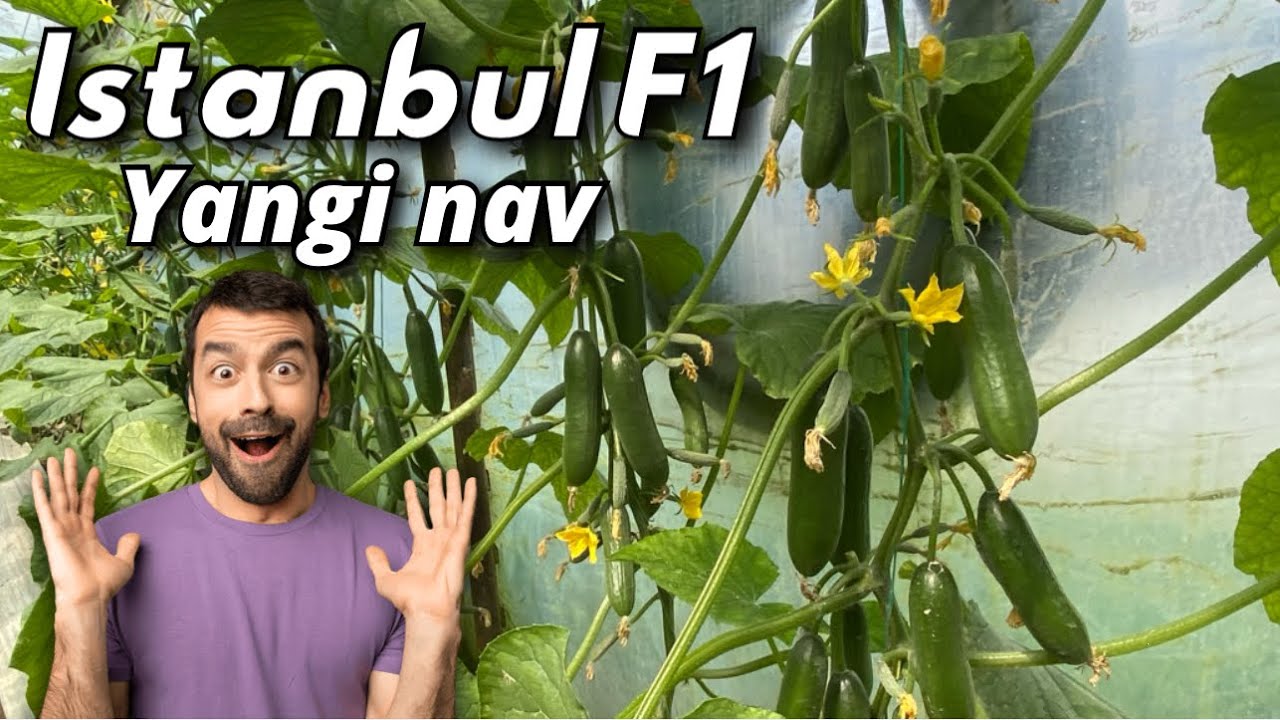 Dehqonni boy qilivchi Yangi ISTANBUL F1 Bodring navi. Alpha Agro +998999754400