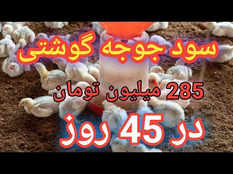 سود پرورش جوجه گوشتی آموزش پرورش جوجه گوشتی مرغداری