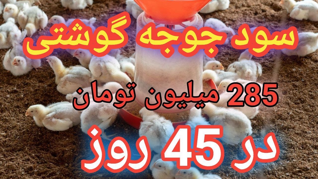 سود پرورش جوجه گوشتی , آموزش پرورش جوجه گوشتی , مرغداری