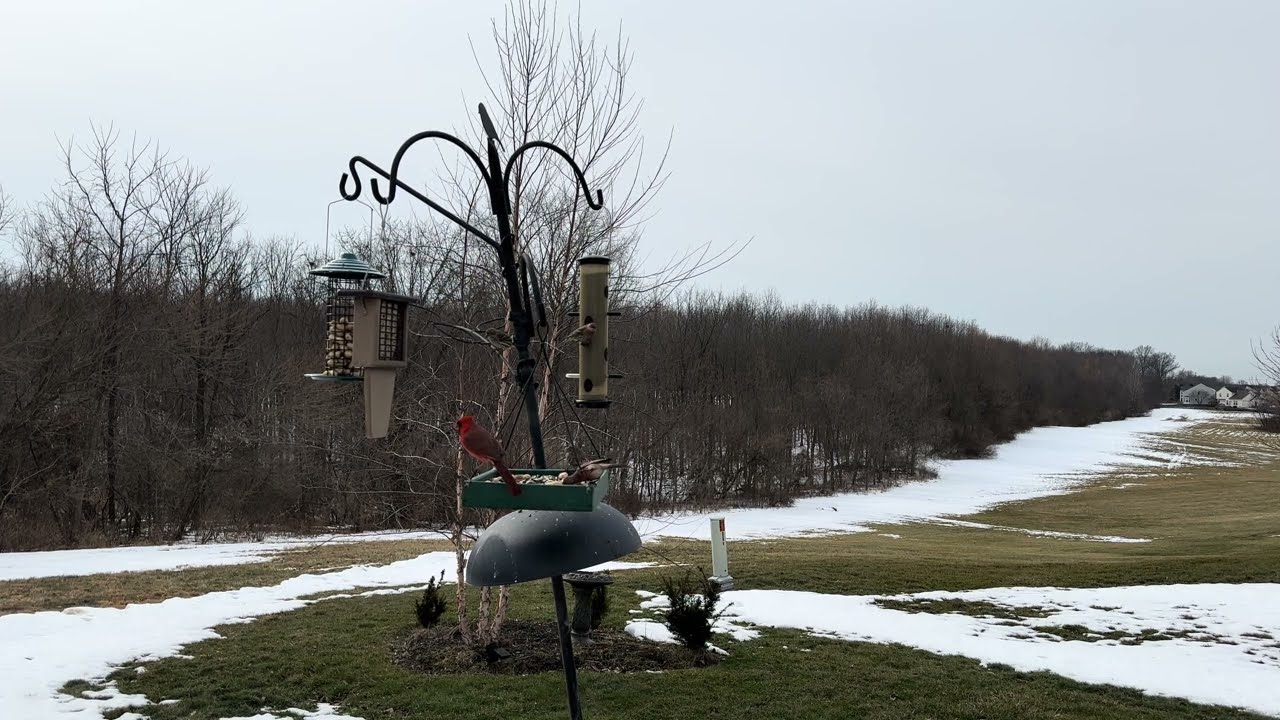 Midday at the Feeder: Cardinals, Finches, and a Downy Woodpecker