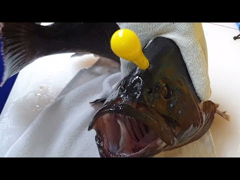 How to fillet a fish Seven-banded <strong>grouper</strong>, マハタ 능성어다금바리 회뜨기