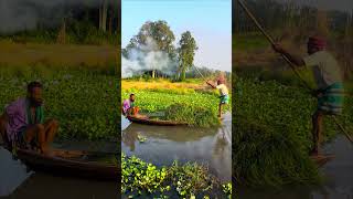 গবাদি পশুদের জন্য নৌকায় করে ঘাস নিয়ে বাড়ি ফেরা #nature #mediaplayer #villagelife