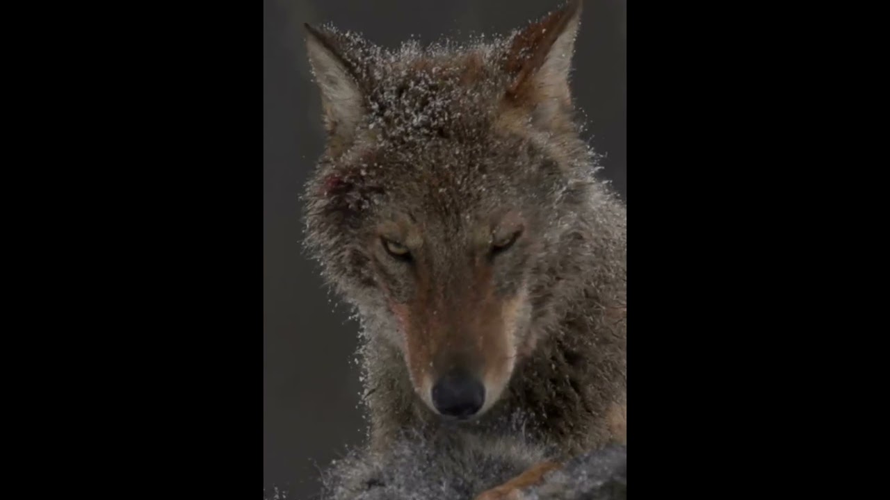 Wolf Wolf Dog 狼犬 Youtube