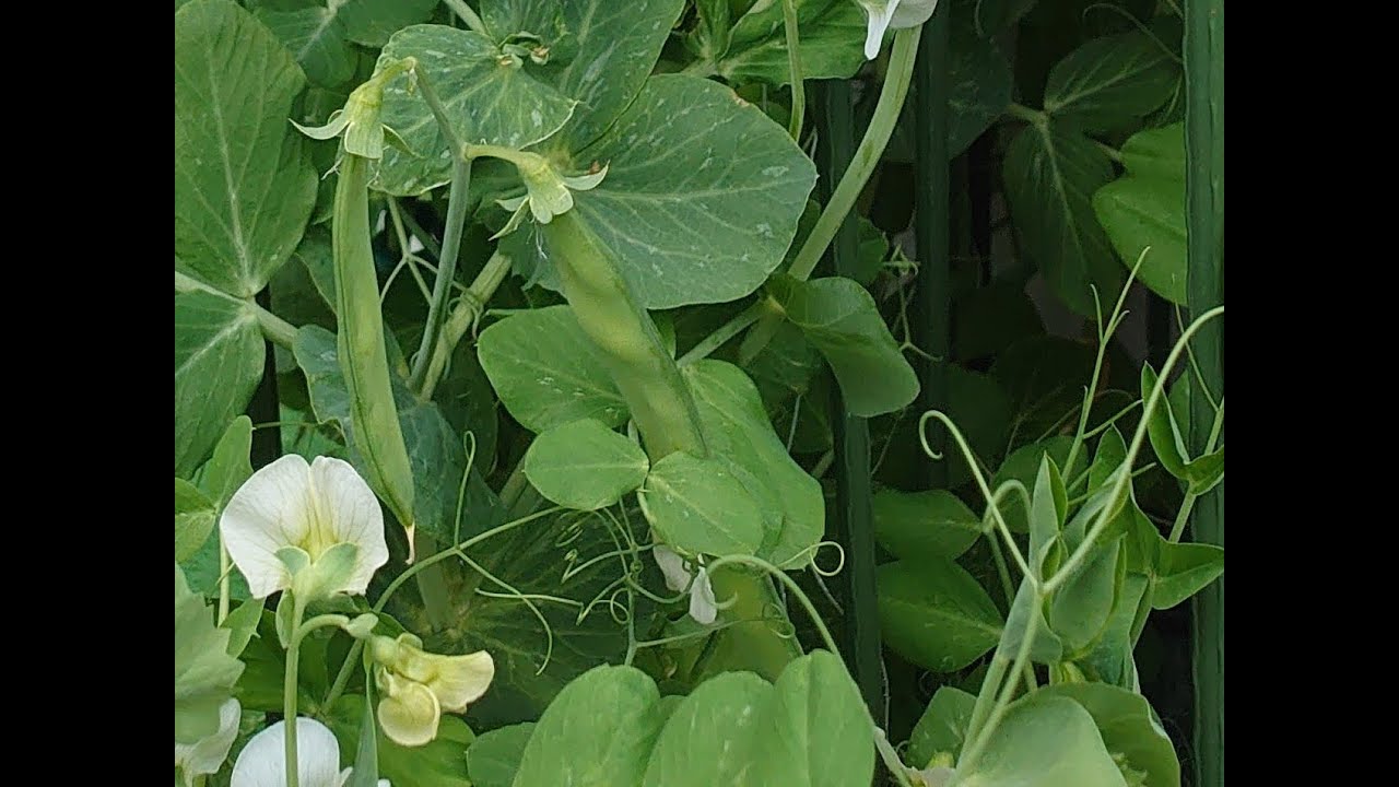 スナップエンドウの成長記録 Youtube