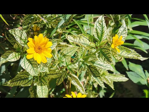 วีดีโอ: Heliopsis หรือทานตะวันปลอม