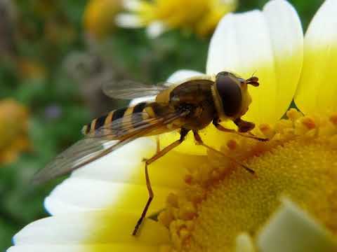 Video: Blood-sucking insects: mosquitoes, gadflies, horseflies, ticks, fleas, lice, midges. Means of protection