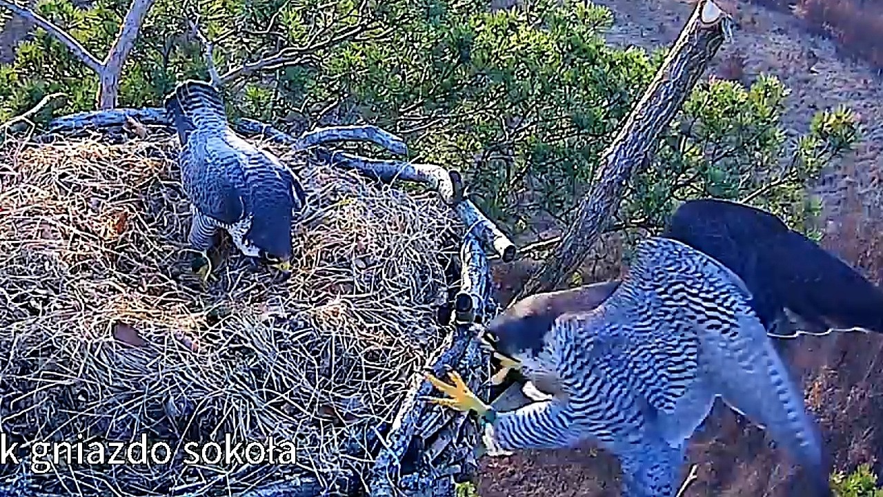 Barlinek Spotkanie pary w gnieździe 7 03 2026 sokoły wędrowne