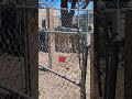One Simple Gate Trick Changed Everything #shorts #ranch #hack
