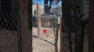 One Simple Gate Trick Changed Everything #shorts #ranch #hack