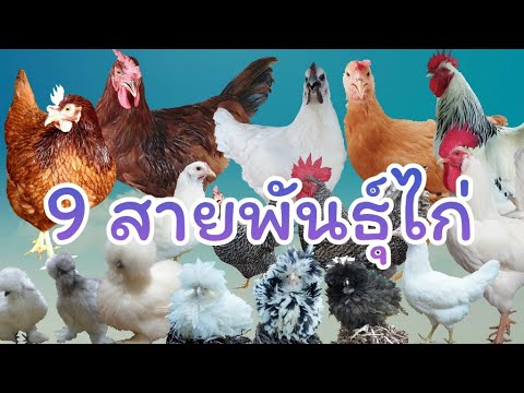 วีดีโอ: ไก่เนื้อดำ: ชื่อพันธุ์, รูปพร้อมคำอธิบาย