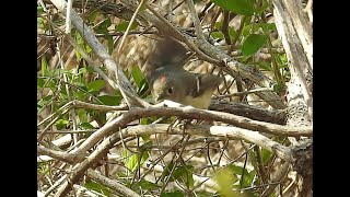 Ruby crowned Kinglet song