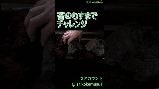 苔のむすまでチャレンジ！～365日水をかけました！～ - YouTube