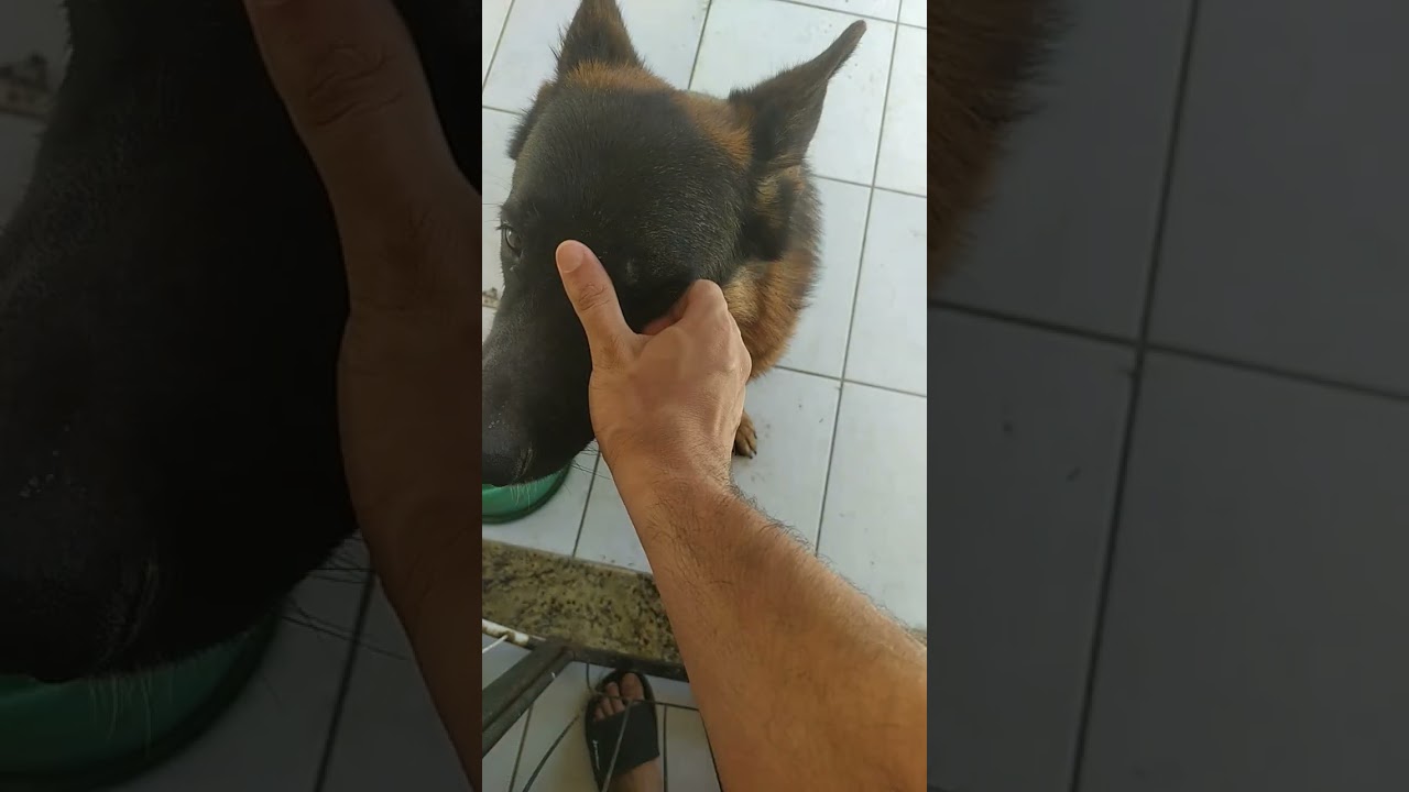 Bolt, Kyra, Blue e Oslo