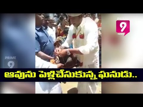 Cow Wedding : Hindu Man Married a Cow In India | Prime9 News