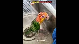 Other Snimals Taking Shower Vs Cat Taking Shower ☠️ #usa #trollface #troll #edit #fyp