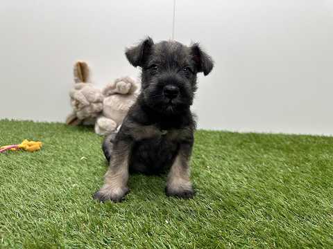 Video van Dwergschnauzer Mannelijk Peper en Zout - PUP-ID 010725295 | Dierenhof Debrabandere