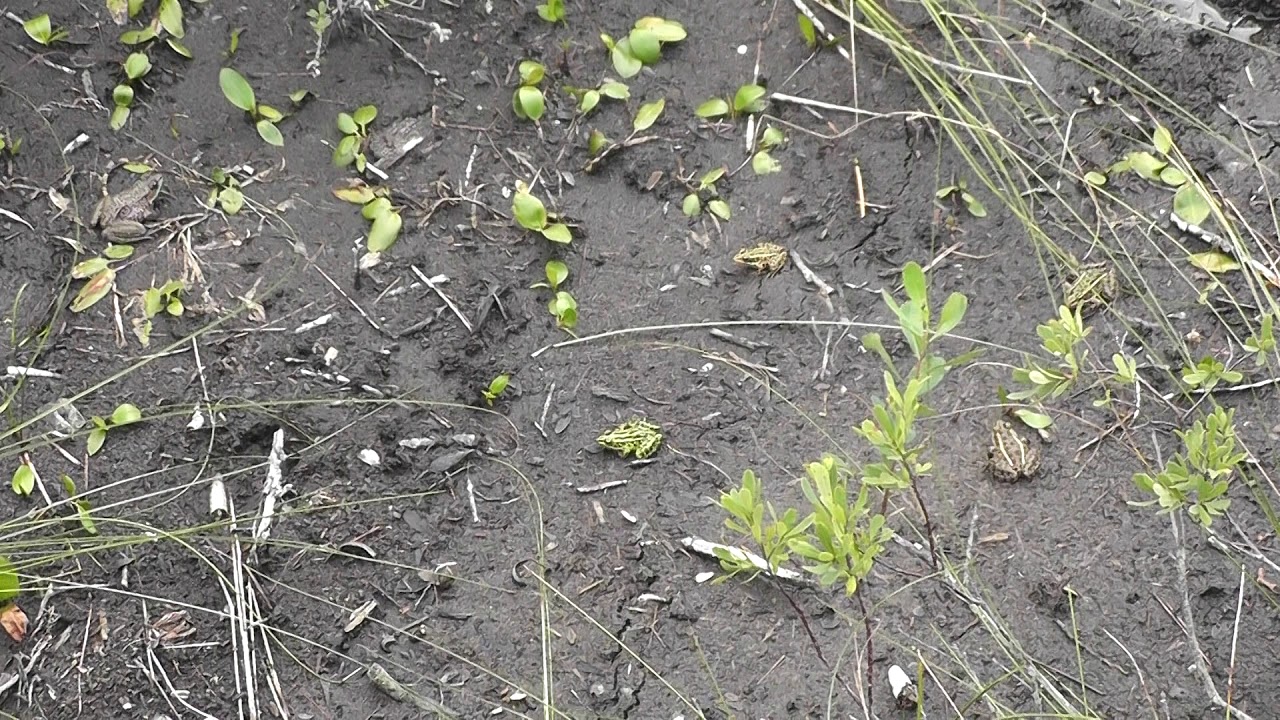 Four Lepard Frogs And A Green Frog(Rana Pipiens & Rana Clamitans)