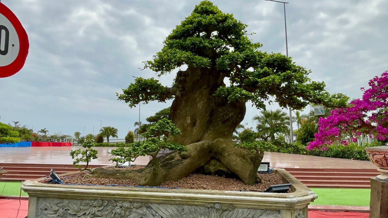 Hội tụ nhiều cây tiền tỷ tại triển lãm cây cảnh nghệ thuật xã Tịnh Khê 2026!