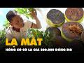 Lạ mắt hồng s&ocirc; c&ocirc; la gi&aacute; 300.000 đồng/kg ở Cần Thơ