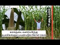 ஏக்கருக்கு 21 டன் பசுந்தீவனம் கிடைக்கும் சோள ரகம் | African tall Maize