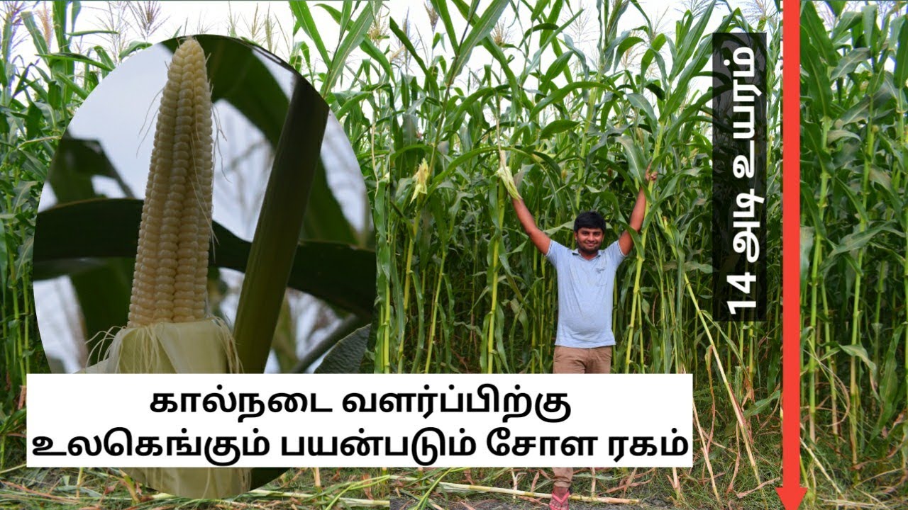 ஏக்கருக்கு 21 டன் பசுந்தீவனம் கிடைக்கும் சோள ரகம் | African tall Maize