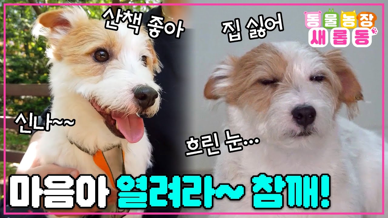 [#새롭동물농장] 우리 집 현관에서만 얼음!!🧊 집을 거부하는 배신깨(?) 참깨🐶 / EP.1177 #TV동물농장 #AnimalFarm #SBSstory