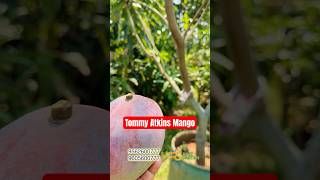 Tommy Atkins Mango Review @razzgarden -#9562600777