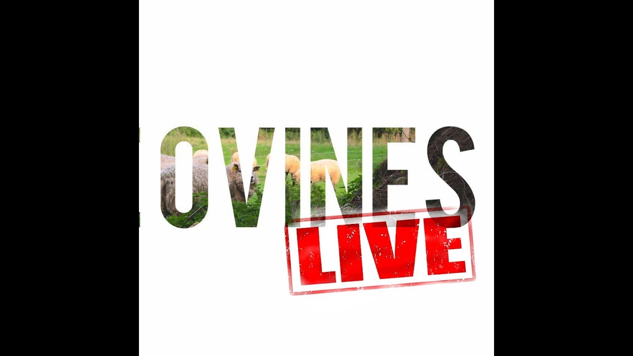 The Ovines, live @Poco Loco 23/08/18