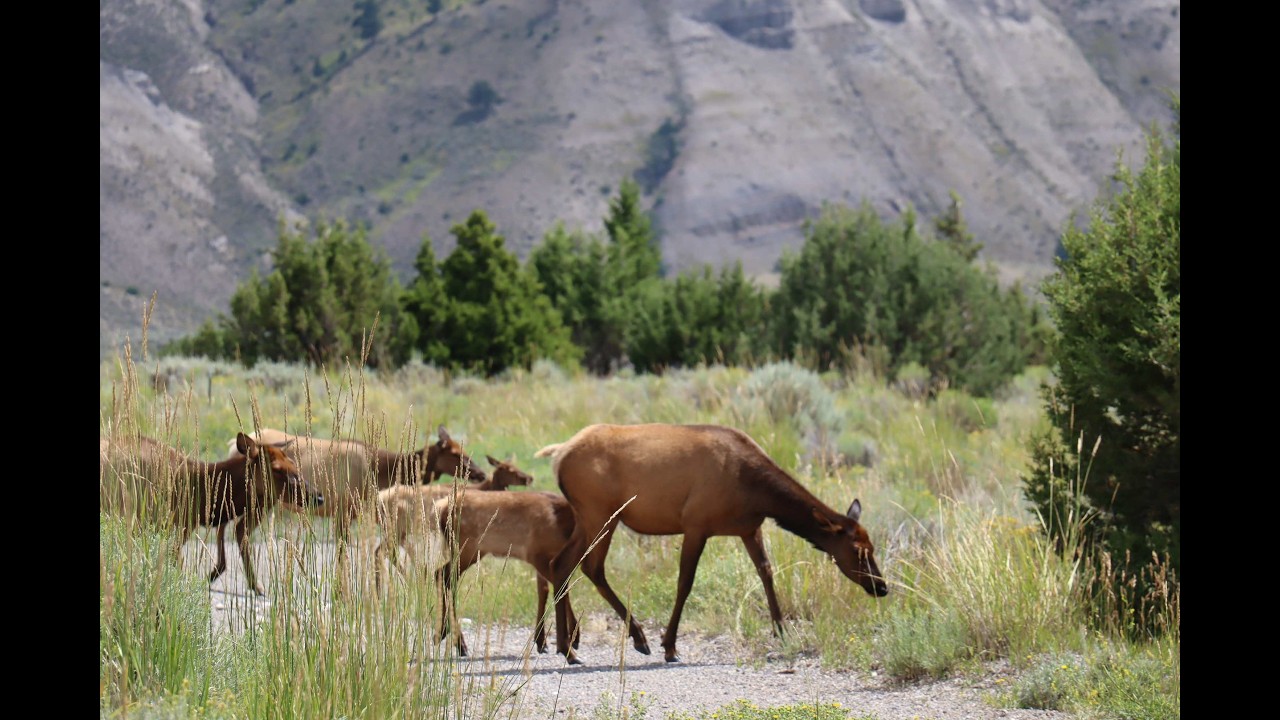 Yellowstone National Park Wildlife-2