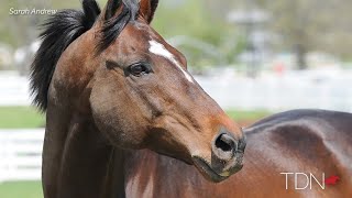 The Incomparable, Invincible, Unbeatable Cigar