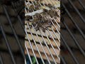 Found the old queen dead in the excluder… but the bees were still guarding her.
