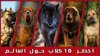 الـ 10 كلاب الاخطر حول العالم _ Train your dog Egypt